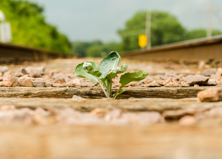resilient plant growing through gravel on train tracks
